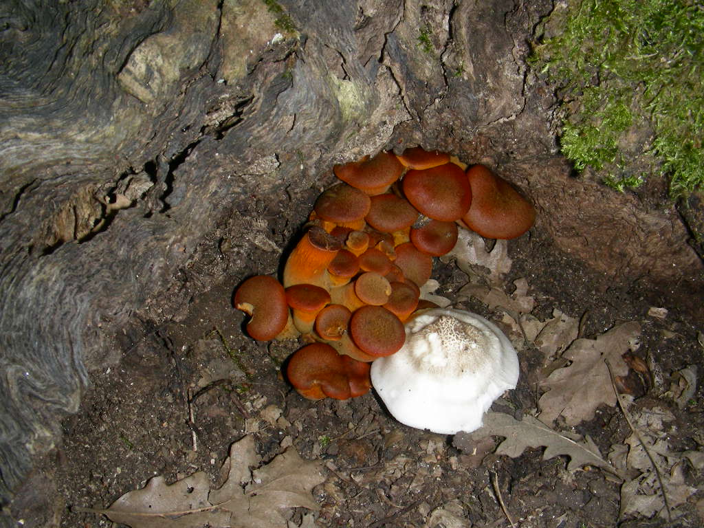 Psathyrella caput-medusae